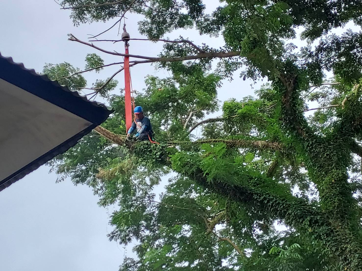 ผู้บริหารลงพื้นที่ตรวจติดตามงานตัดกิ่งต้นจามจุรีในเขตหอพักนักศึกษา