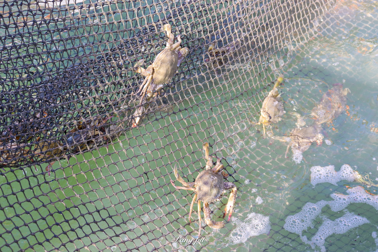 เครือข่ายจิตอาสาจัดกิจกรรม   จิตอาสา "เก็บขยะริมชายหาด นั่งเรือปล่อยปูม้า"